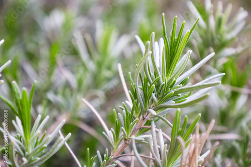 Organic fresh rosemary twigs in the spring grow outdoor. Fresh fragrant plants with evergreen leaves. Spices and herbs. Mediterranean cuisine. Soft focus