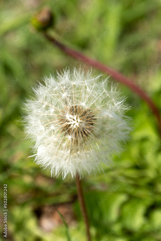 Taraxacum Officinale or Dandelion Taraxacum Officinale or Dandelion