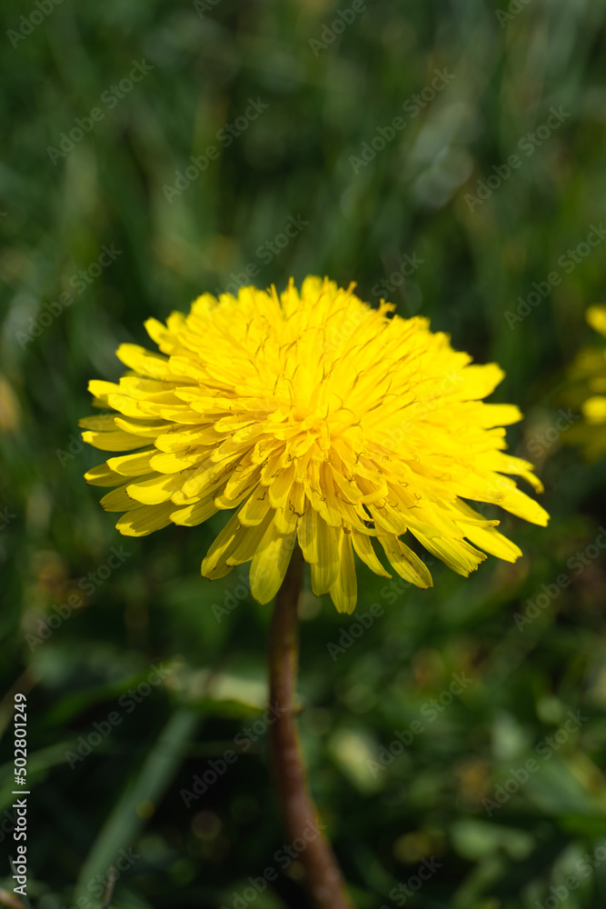 Beautiful yellow flower in summer Beautiful yellow flower in summer