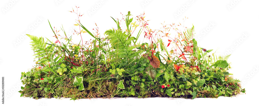 Weed Plants growing Banner isolated on white Background - Plant Control Panorama. - obrazy, fototapety, plakaty 