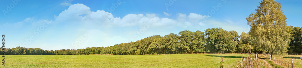 Obraz premium Weide im Sommer am Waldrand - Wiese mit Bäume Panorama