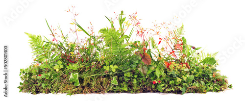 Weed Plants growing Banner isolated on white Background - Plant Control Panorama. photo