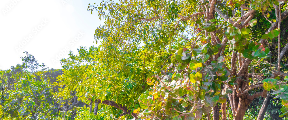 Tropical plants palm trees at natural jungle forest Tulum Mexico. Tropical plants palm trees at natural jungle forest Tulum Mexico.