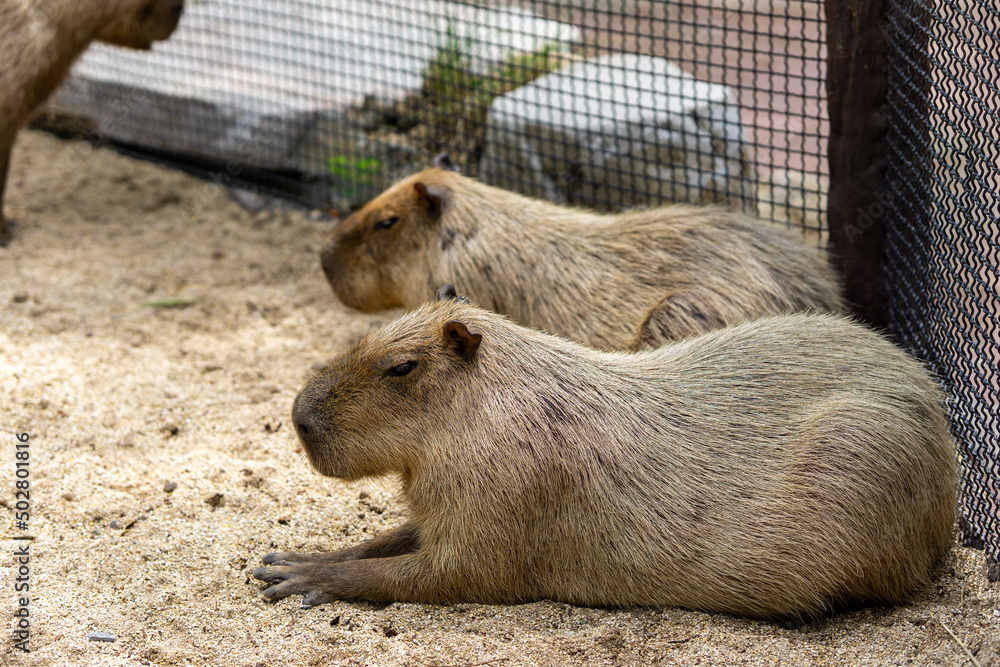 2 Capybara sitting on the sand peacefully 2 Capybara sitting on the sand peacefully