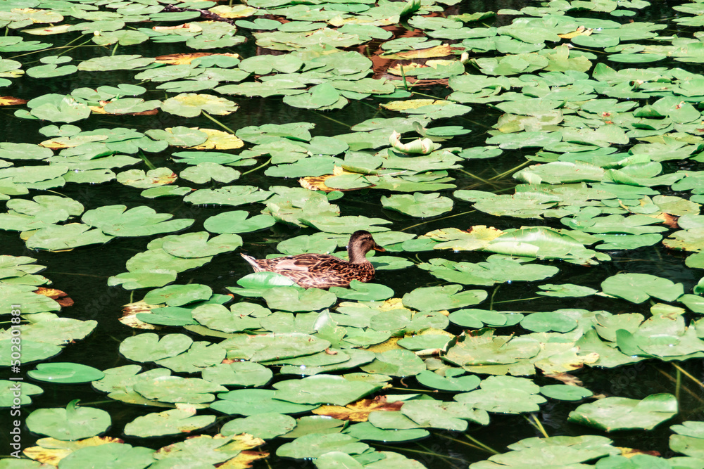 Water Lilly pond with ducks, summer country side landscape Water Lilly pond with ducks, summer country side landscape