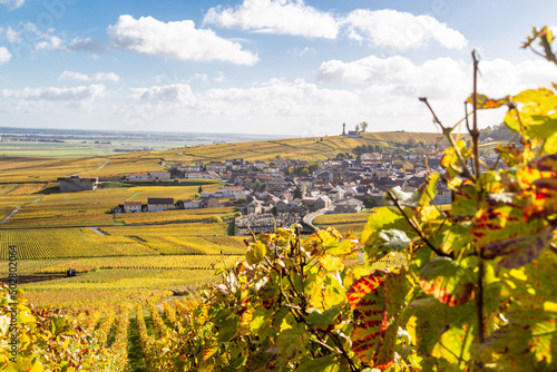 Slika na platnu Vue panoramique sur le Le Phare de Verzenay, au coeur du vignoble champenois, ér