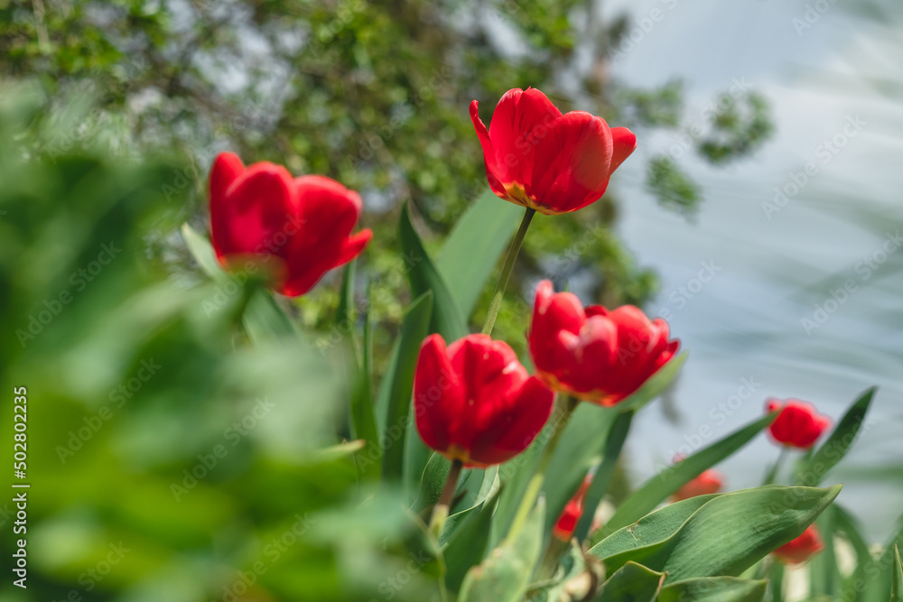 Red tulips in the gardenon a blurred background. Red tulips in the gardenon a blurred background.