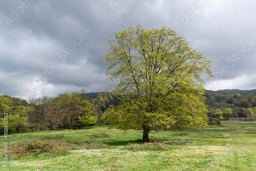 Beech in spring with overcast sky
