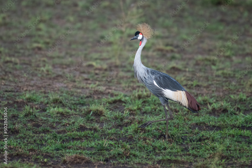 grey crowned crane in natural habitat (balearica regulorum) grey crowned crane in natural habitat (balearica regulorum)