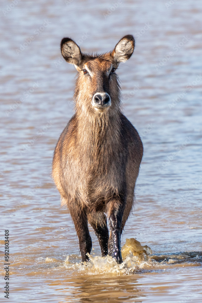 male Waterbuck, Kobus ellipsiprymnus, large antelope in East Africa. Nice African animal in the nature habitat. Wildlife scene from nature male Waterbuck, Kobus ellipsiprymnus, large antelope in East Africa. Nice African animal in the nature habitat. Wildlife scene from nature