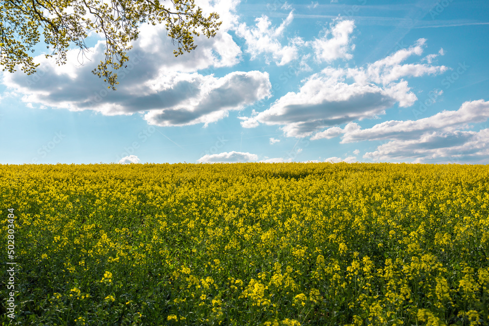 Gelbes Rapsfeld im Frühling mit blauem Himmel und weißen Wolken Gelbes Rapsfeld im Frühling mit blauem Himmel und weißen Wolken