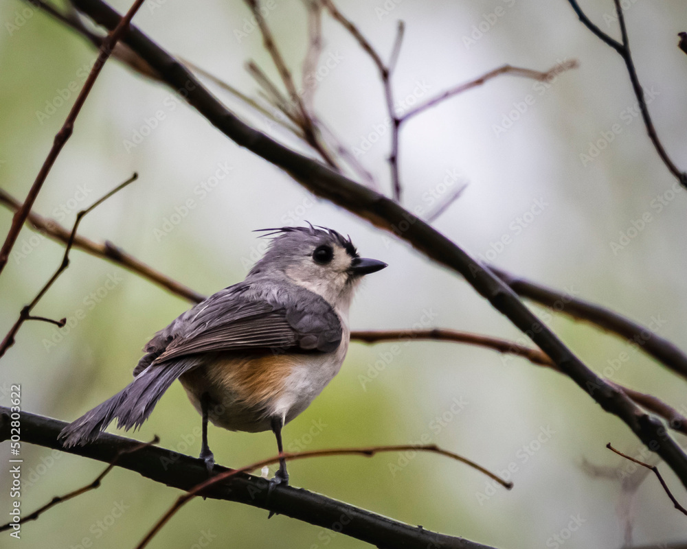 Tufted Titmouse on a Tree Branch in the Backyard in Springtime Tufted Titmouse on a Tree Branch in the Backyard in Springtime