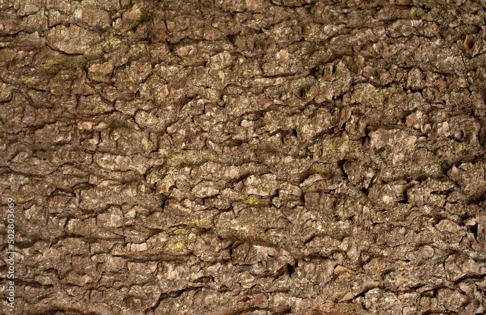 Embossed texture of the bark of fir. Photo of the fir-tree texture. Embossed texture of the bark of fir. Photo of the fir-tree texture.
