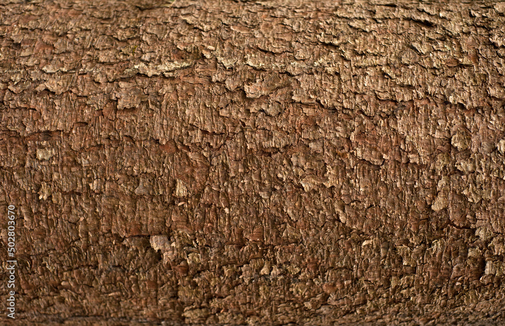 Embossed texture of the bark of fir. Photo of the fir-tree texture. Embossed texture of the bark of fir. Photo of the fir-tree texture.
