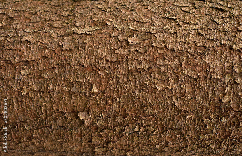 Embossed texture of the bark of fir. Photo of the fir-tree texture. Embossed texture of the bark of fir. Photo of the fir-tree texture.