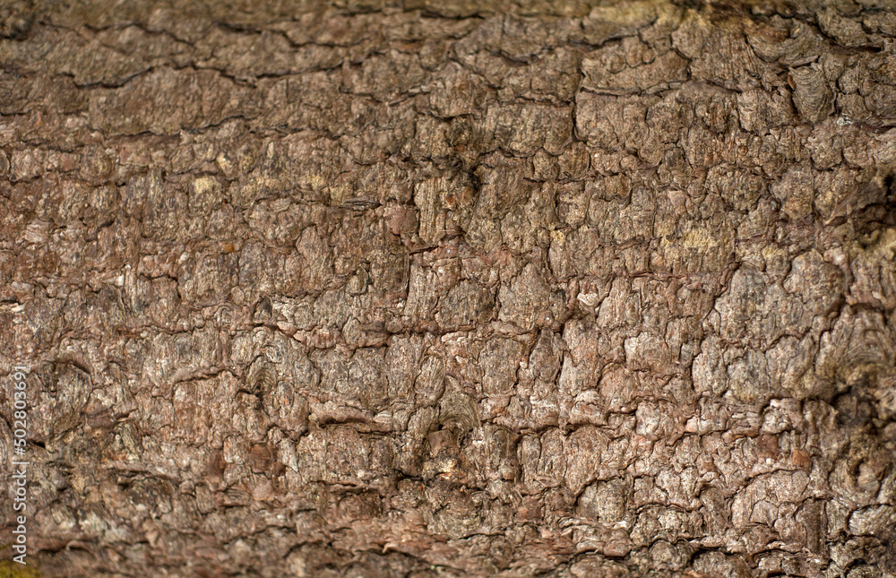 Embossed texture of the bark of fir. Photo of the fir-tree texture.