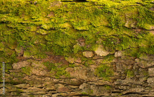 Embossed texture of the bark of fir. Photo of the fir-tree texture with green moss.