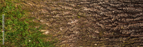 Embossed texture of the bark of oak. Panoramic photo of the oak texture with moss. photo
