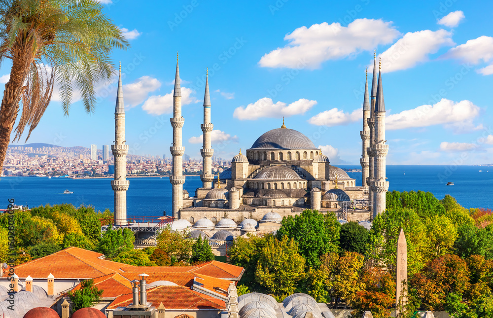 Beautiful palm by The Blue Mosque or Sultan Ahmet Mosque, Bosphorus, Turkey