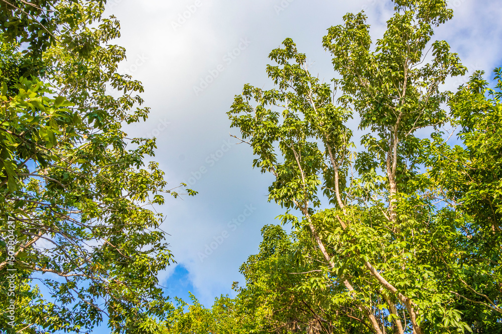 Fototapeta premium Tropical plants palm trees at natural jungle forest Tulum Mexico.