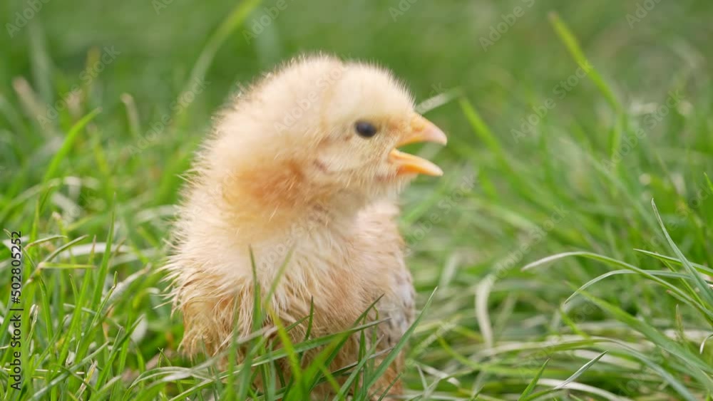 Tiny newborn poultry chicken chick grazing on green grass background. Concept of traditional easter bird, spring celebration. Tiny newborn poultry chicken chick grazing on green grass background. Concept of traditional easter bird, spring celebration.