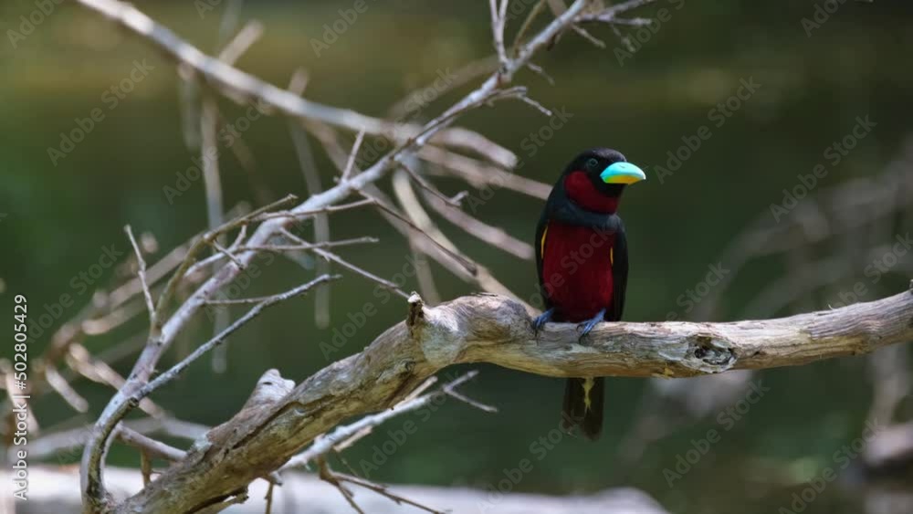 Facing front and looking to its left then tilts its head a little, Black-and-red Broadbill, Cymbirhynchus macrorhynchos, Kaeng Krachan National Park, Thailand. Facing front and looking to its left then tilts its head a little, Black-and-red Broadbill, Cymbirhynchus macrorhynchos, Kaeng Krachan National Park, Thailand.