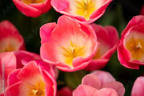 Pink flowers tulips in the park.