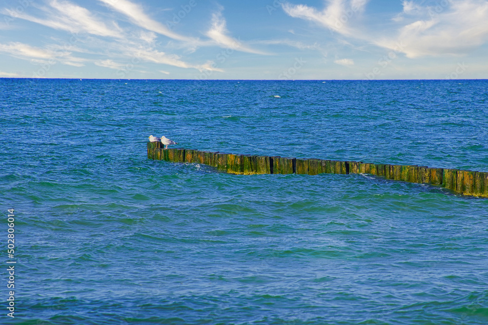 Groynes jutting into the Baltic Sea. Seagulls sit on the groynes. Landscape by the sea.