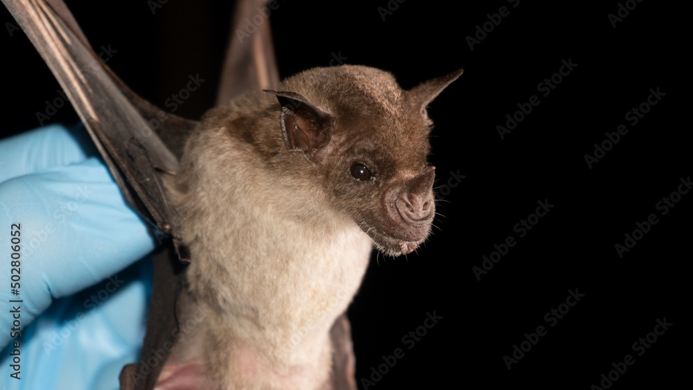 Portrait of Brazilian bat.  The pale spear-nosed bat (Phyllostomus discolor) is a species of phyllostomid bat from South and Central America.
