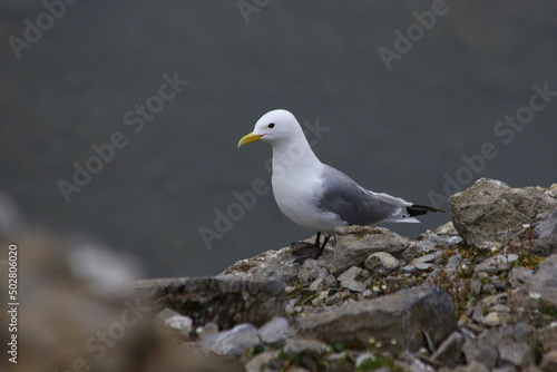 seagull on the rocks © Алексей Круглов