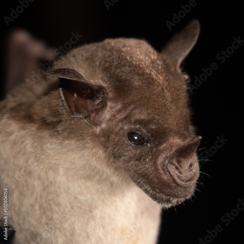 Portrait of Brazilian bat.  The pale spear-nosed bat (Phyllostomus discolor) is a species of phyllostomid bat from South and Central America. photo