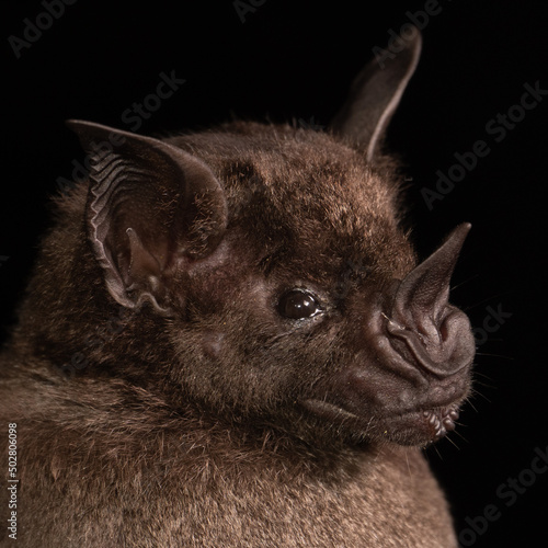 A Brazilian Bat, the greater spear-nosed bat (Phyllostomus hastatus) is a bat species of the family Phyllostomidae from South America. It is one of the larger bats of this region and is omnivorous. 