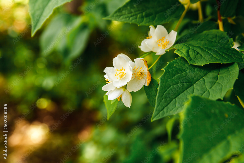 Beautiful white jasmine blossom flowers in spring time. Background with flowering jasmin bush. Inspirational natural floral spring blooming garden or park. Flower art design. Aromatherapy concept. Beautiful white jasmine blossom flowers in spring time. Background with flowering jasmin bush. Inspirational natural floral spring blooming garden or park. Flower art design. Aromatherapy concept.