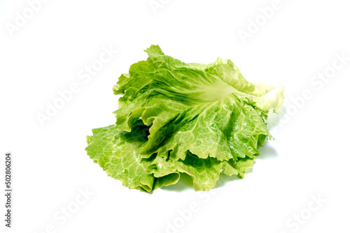 escarole endive leaves on white background. Freshly harvested organic vegetable.