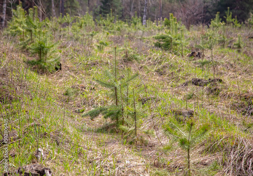 Little pine trees as background.