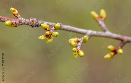 Flower buds on a plum branch in early spring.