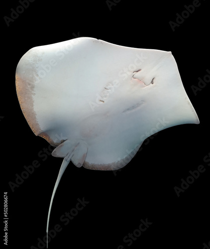 Bild auf Leinwand Fish stingray isolated on black