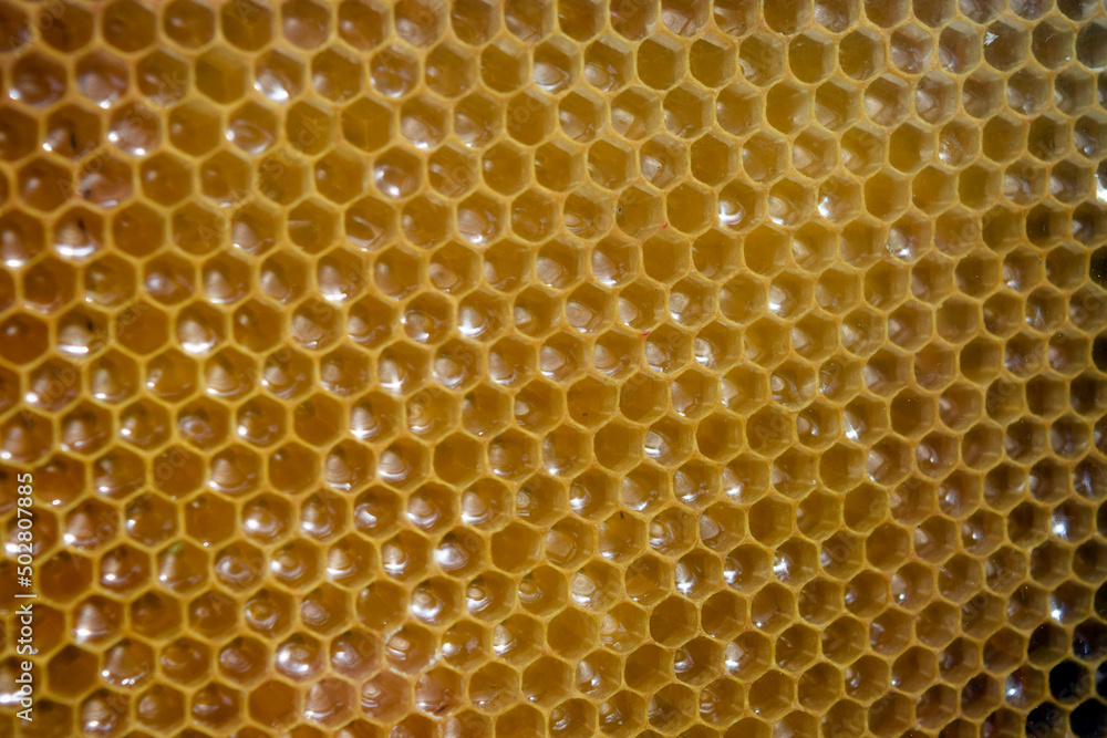Honeycomb close up texture