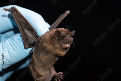 portrait of Brazilian bat Pallas' Free-tailed Bat ( Molossus molossus).
