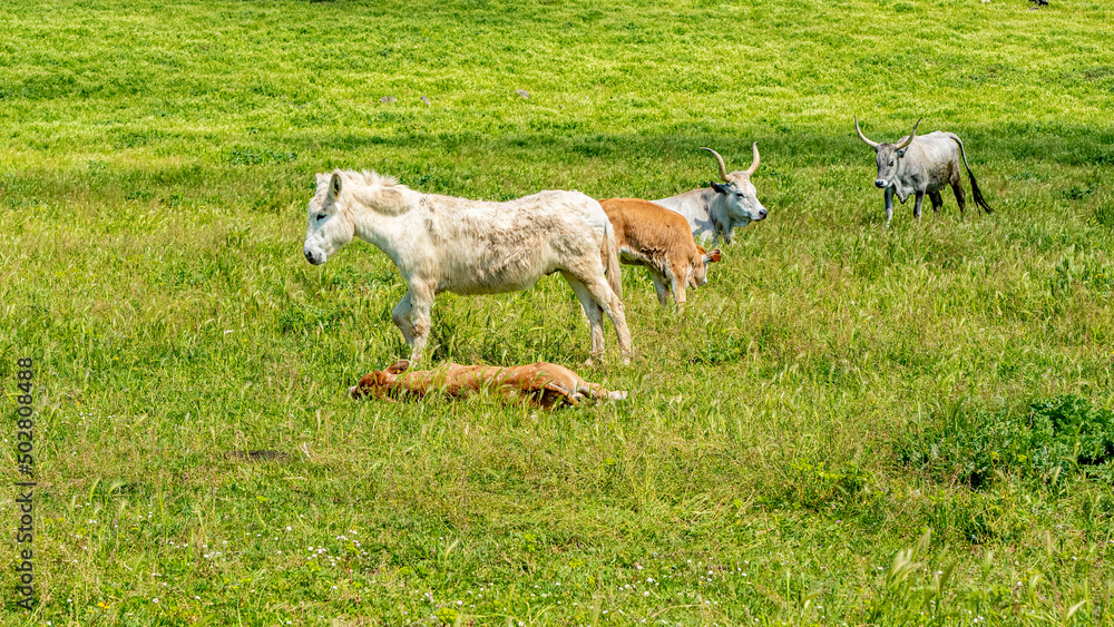 White horse among the grazing cows, Lazio, Italy White horse among the grazing cows, Lazio, Italy