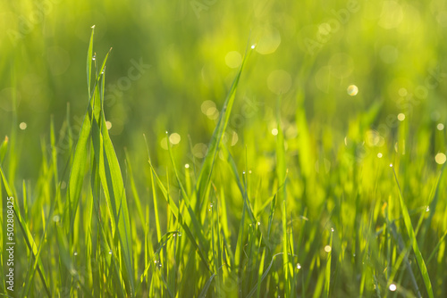 Dew drops in the form of bokeh on morning, spring, young grass. Concept of heat arrival. High quality photo