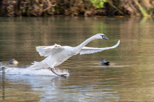 Young Swan landing onto water.