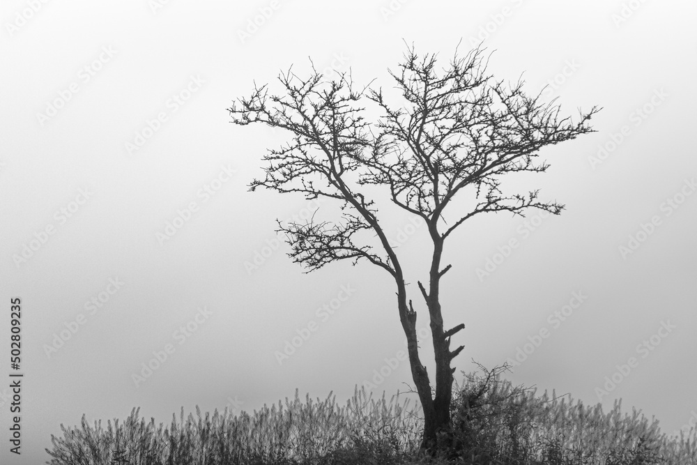 black and white landscape with tree