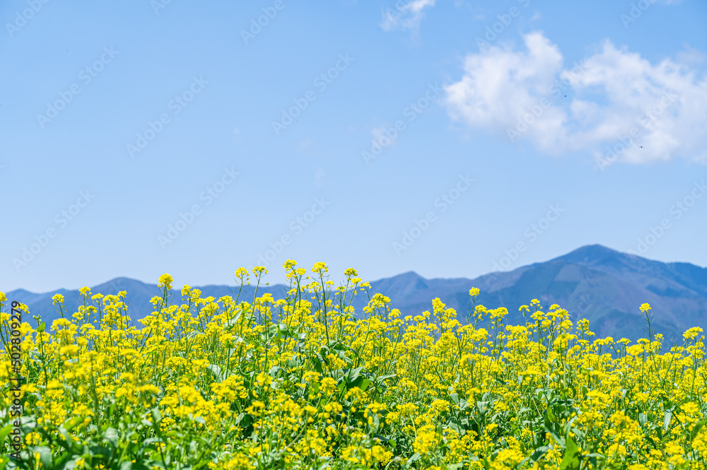初夏の信州　菜の花と山並み