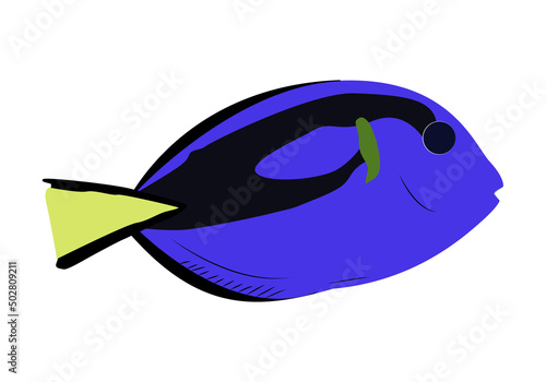 Pez cirujano o pez azul, negro y amarillo sobre fondo blanco