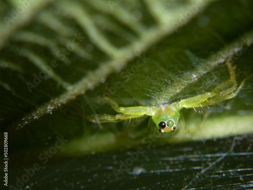 frog on leaf