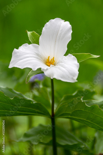 Konstfotografi White Trillium flower