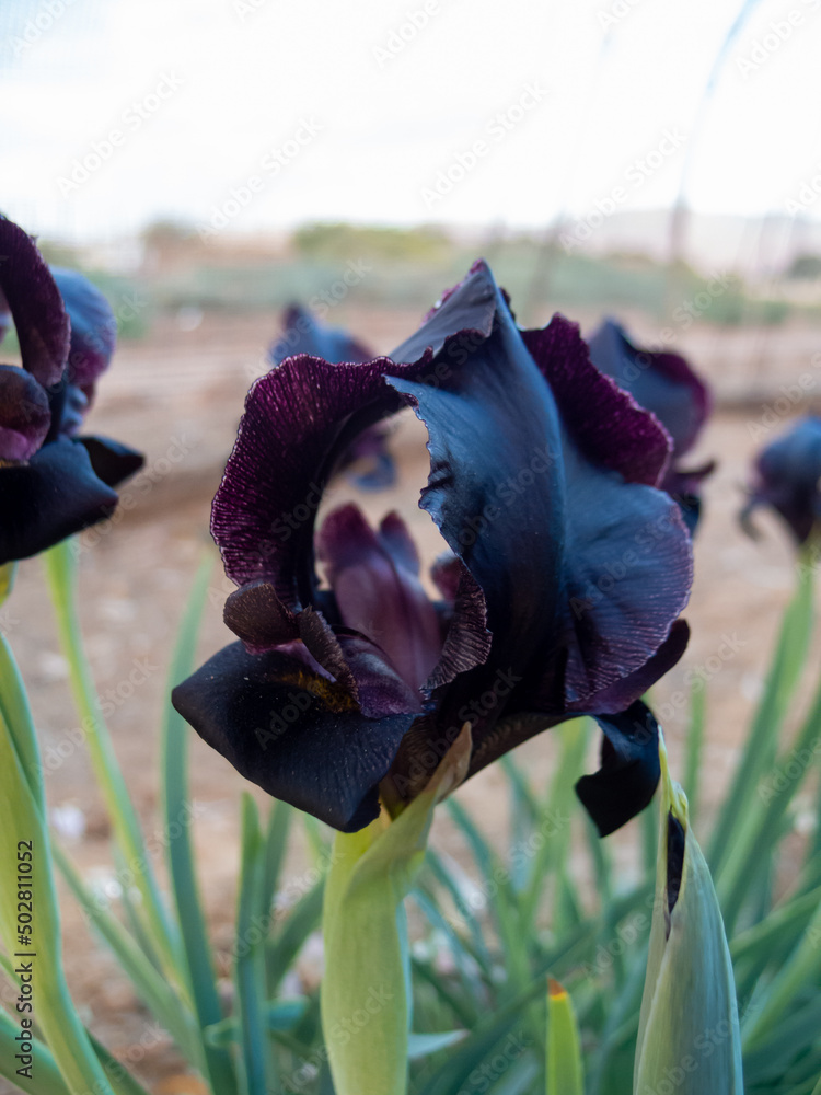 National Flower Of Jordan Best Flower Site