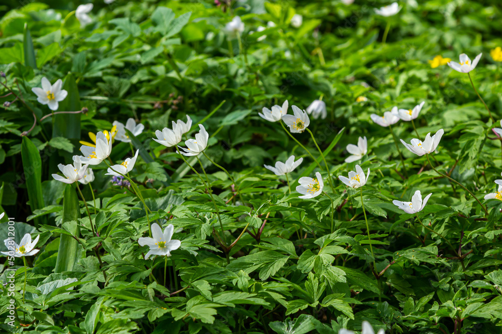 White flowers with the blurred background of trees and blue sky. In oak forest the beautiful anemone nemorosa is blooming. Floral seasonal wallpaper White flowers with the blurred background of trees and blue sky. In oak forest the beautiful anemone nemorosa is blooming. Floral seasonal wallpaper