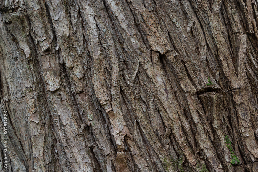 close up of the old bark texture pattern in the forest Vintage background close up of the old bark texture pattern in the forest Vintage background